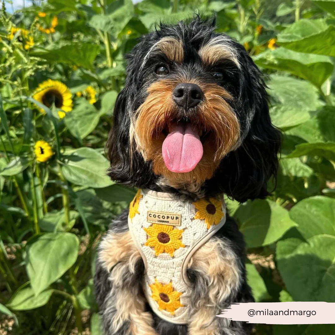 Sunflower Patch Adjustable Neck HARNESS - Image 39