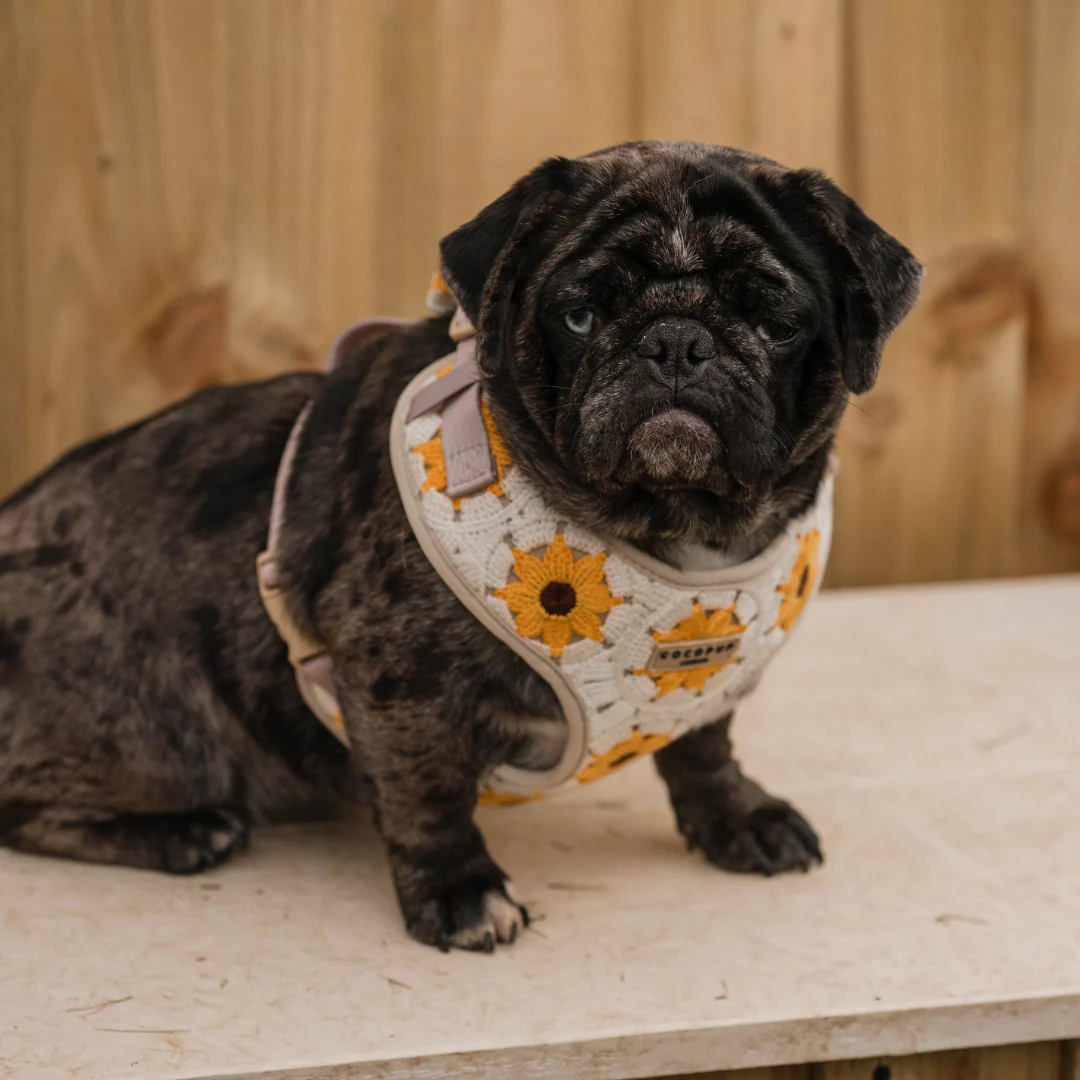 Sunflower Patch Adjustable Neck HARNESS - Image 8