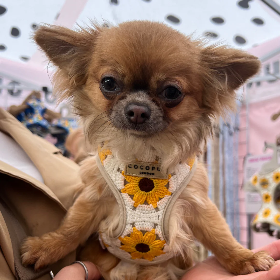 Sunflower Patch Adjustable Neck HARNESS - Image 9