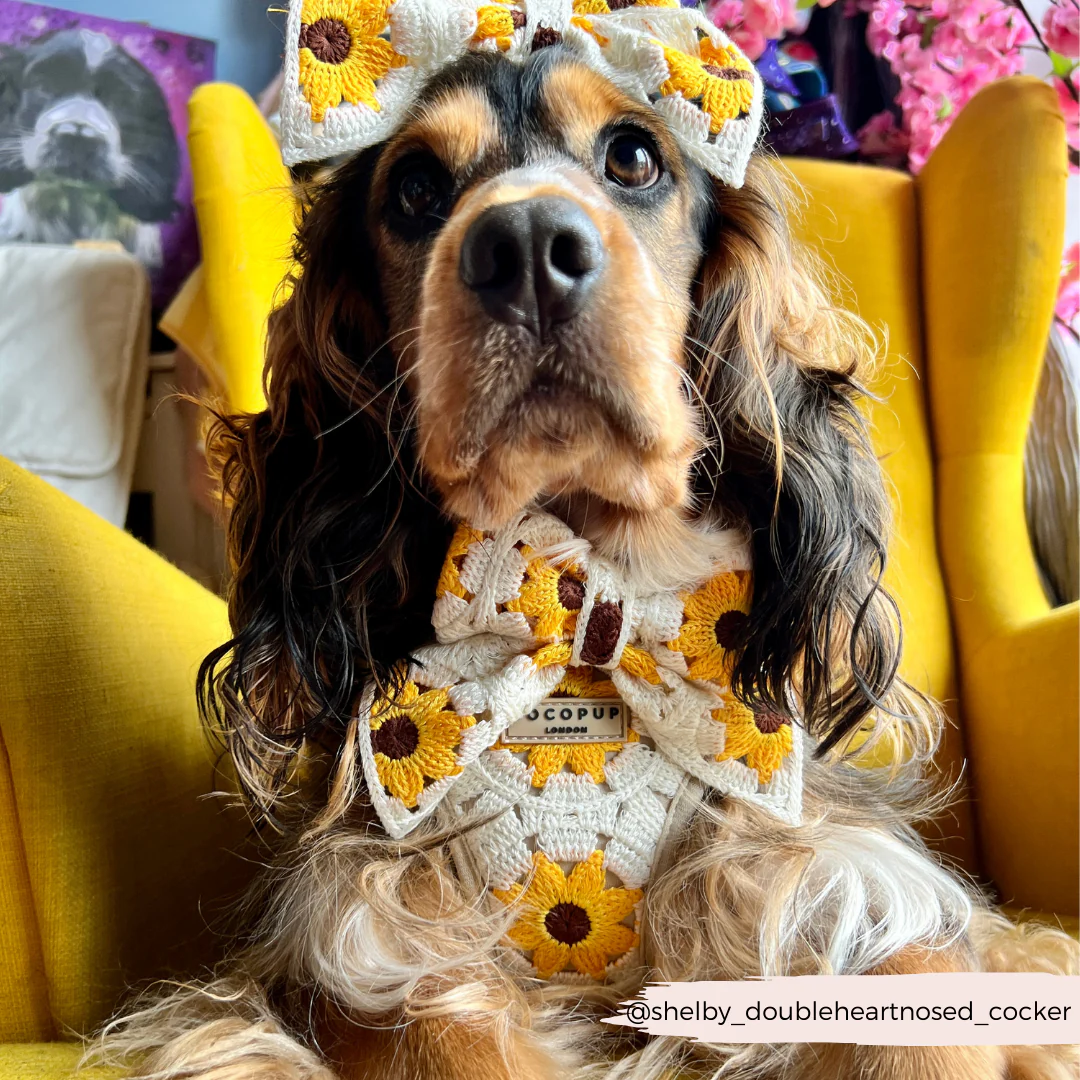 Sunflower Patch Adjustable Neck Harness, Lead & Collar Bundle - Image 26