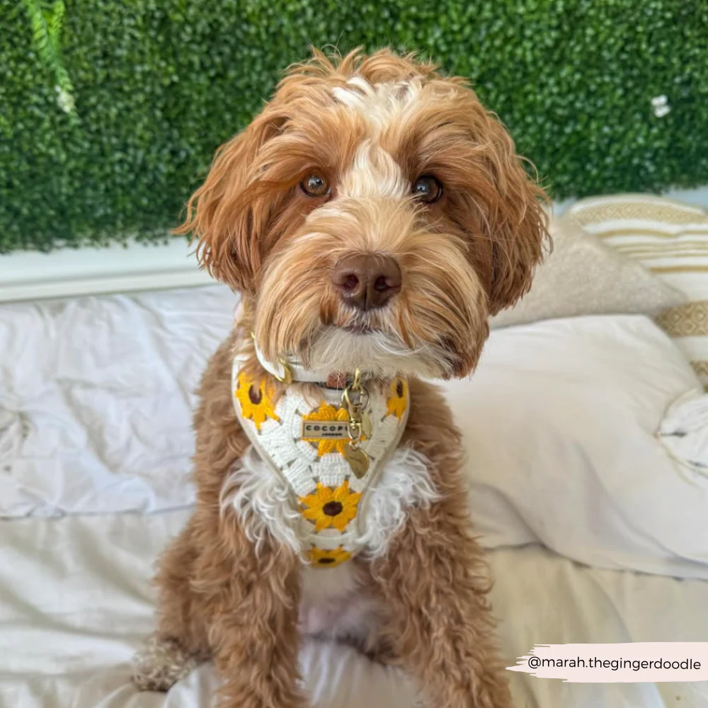 Sunflower Patch Adjustable Neck HARNESS - Image 40