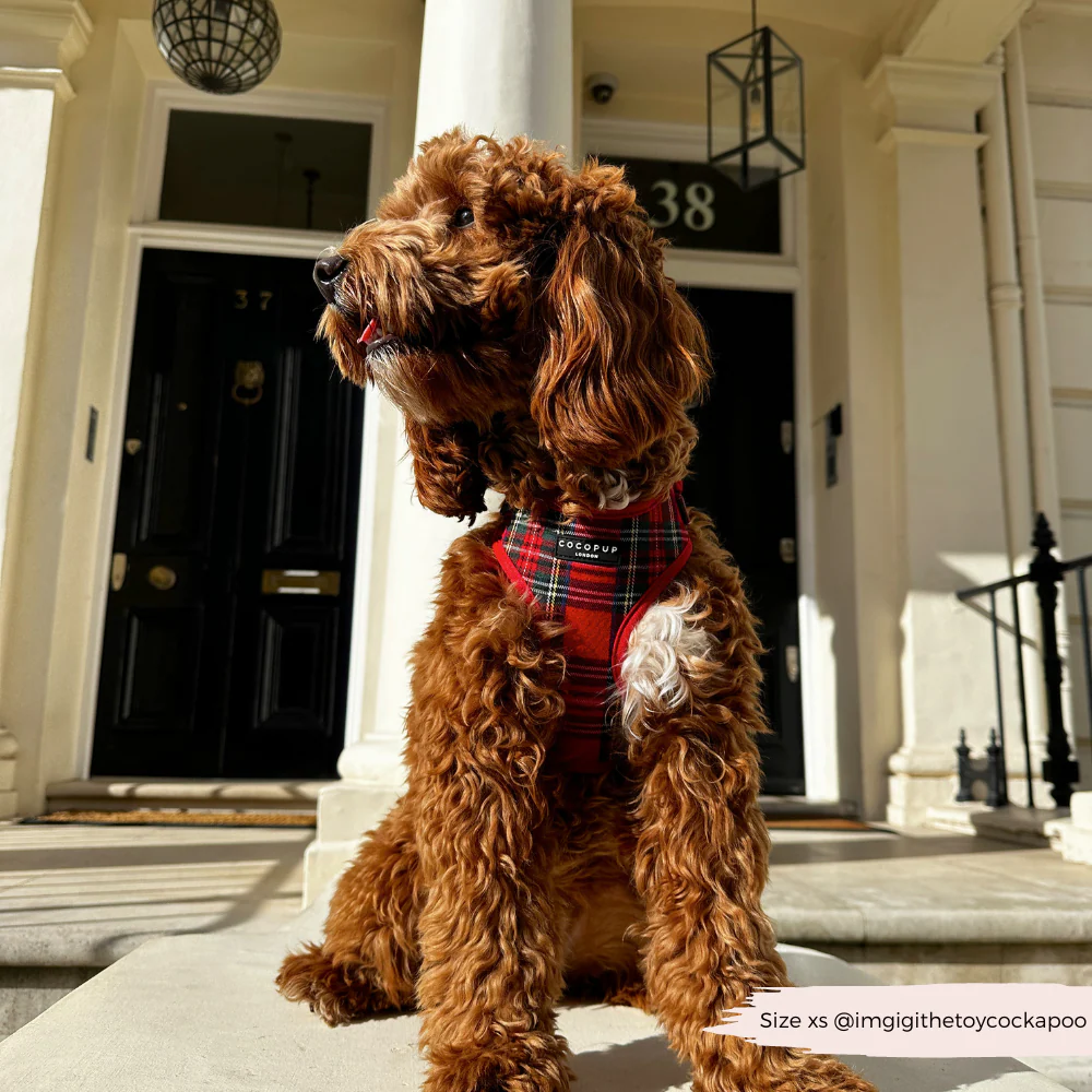 Tartan Adjustable Neck HARNESS - Image 23