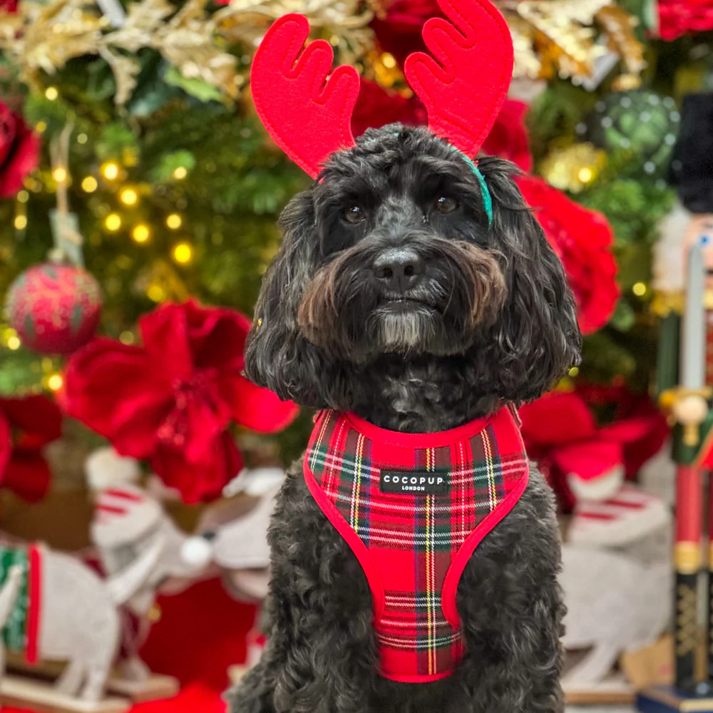 Tartan Adjustable Neck HARNESS - Image 27