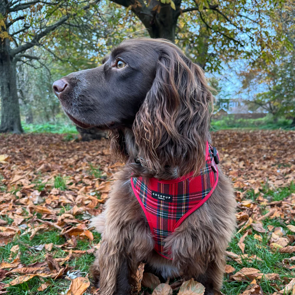 Tartan Adjustable Neck HARNESS - Image 28