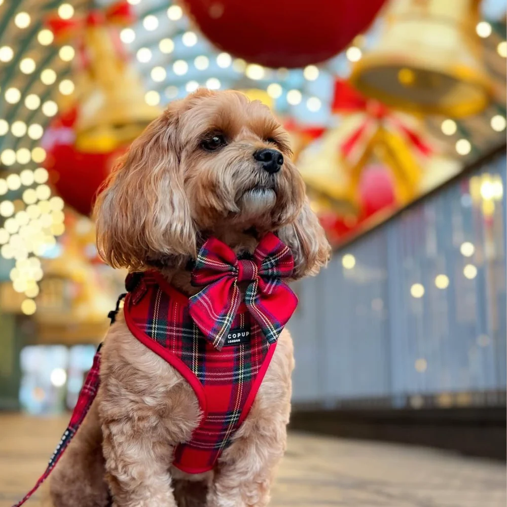 Tartan Adjustable Neck HARNESS - Image 29