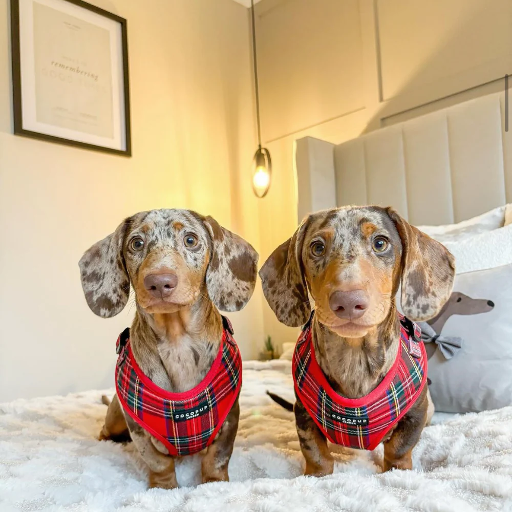 Tartan Adjustable Neck HARNESS - Image 30