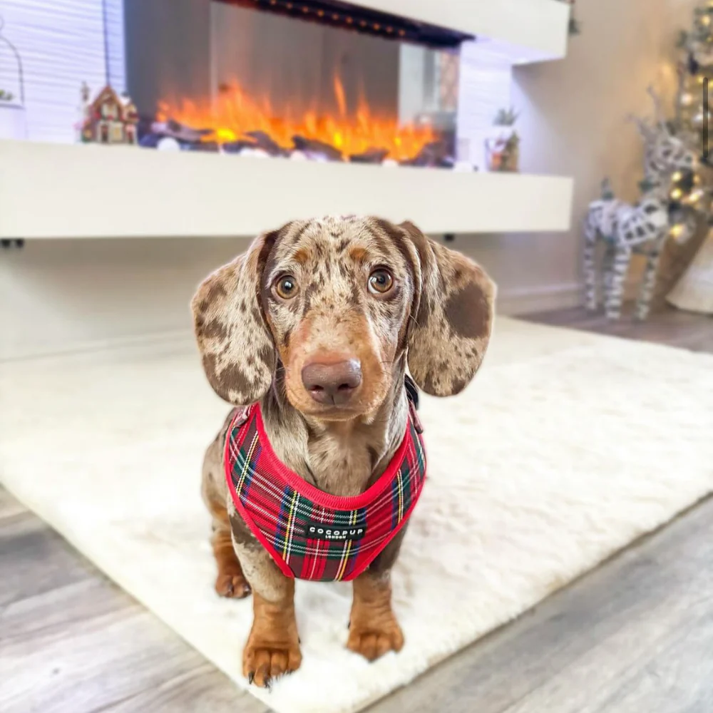 Tartan Adjustable Neck HARNESS - Image 31