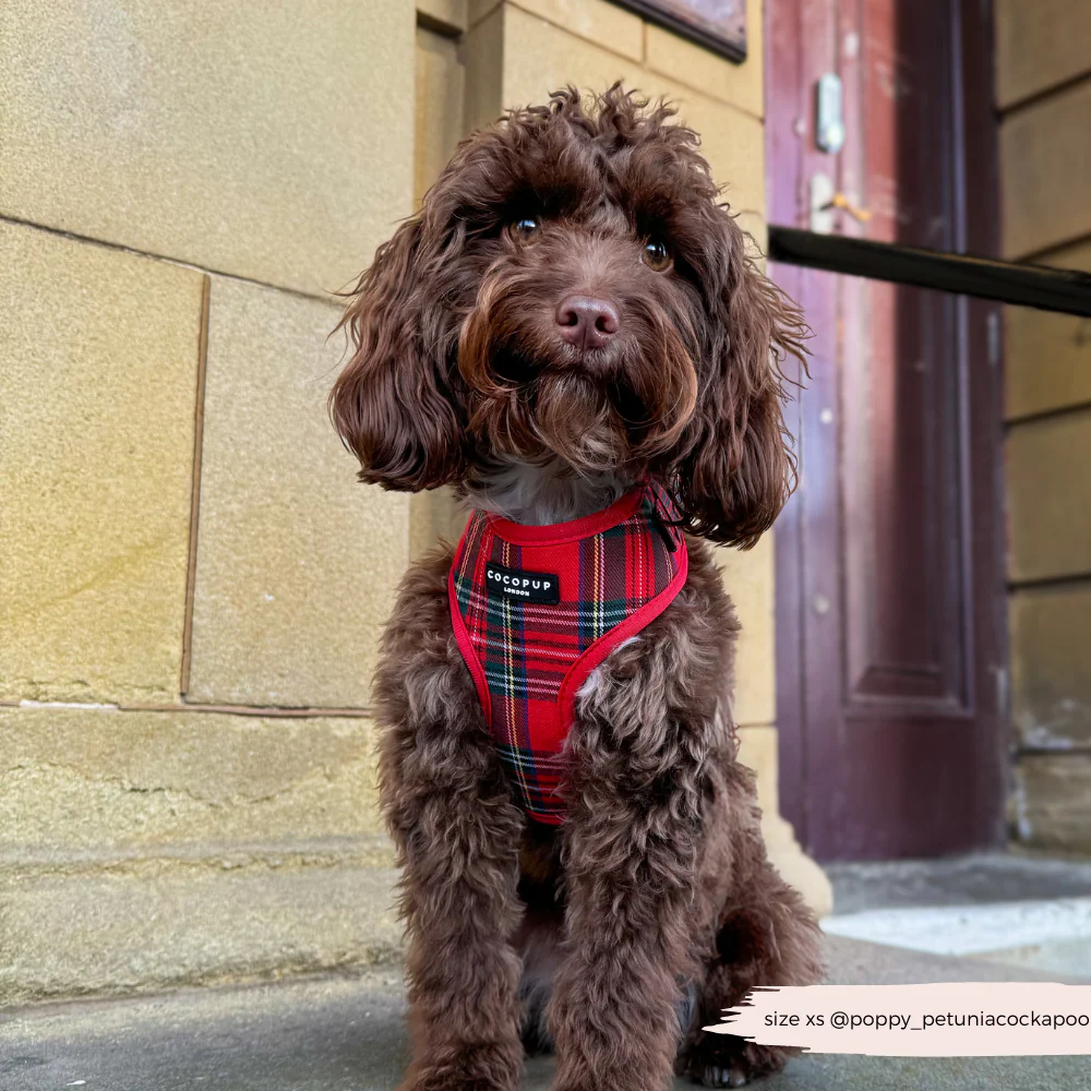 Tartan Adjustable Neck HARNESS - Image 9
