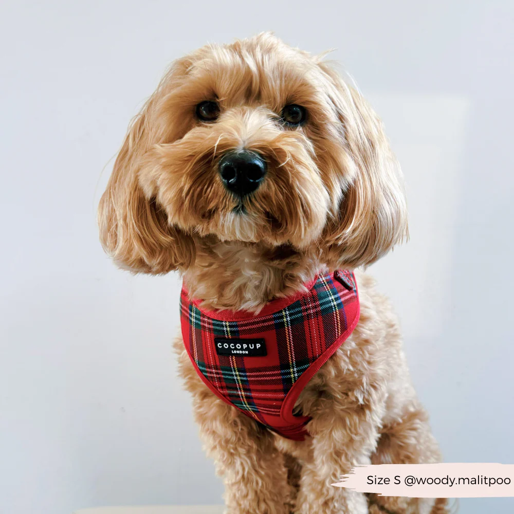 Tartan Adjustable Neck Harness, Lead & Collar Bundle - Image 10