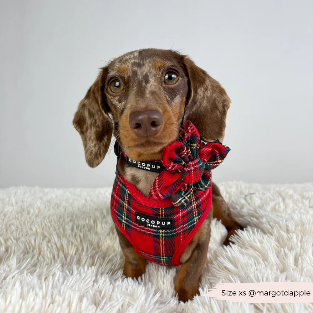 Tartan Adjustable Neck Harness, Lead & Collar Bundle - Image 14