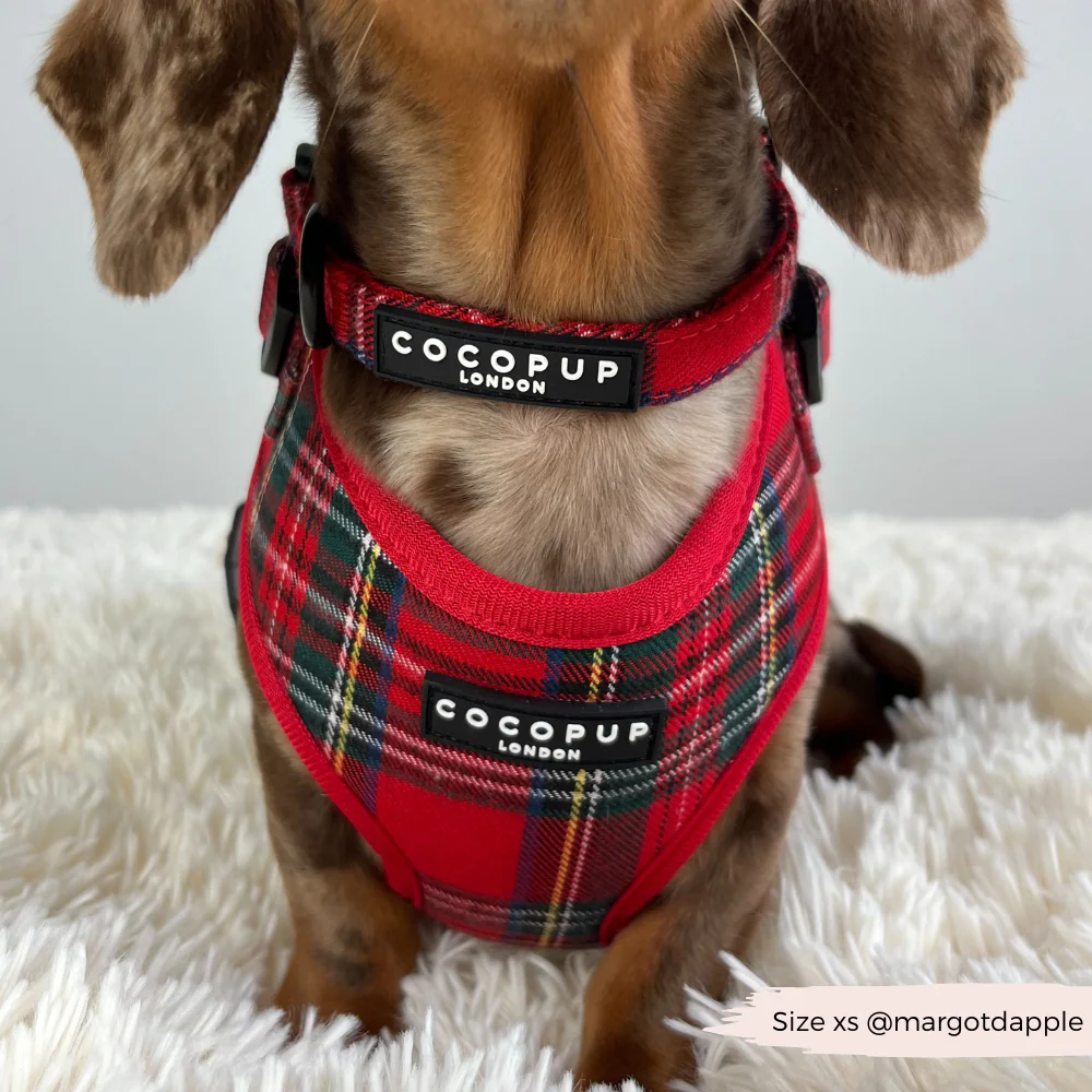 Tartan Adjustable Neck Harness, Lead & Collar Bundle - Image 16