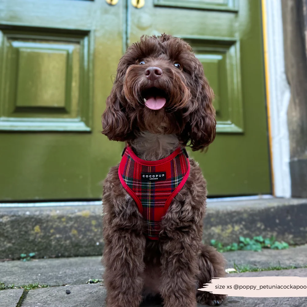 Tartan Adjustable Neck Harness, Lead & Collar Bundle - Image 24