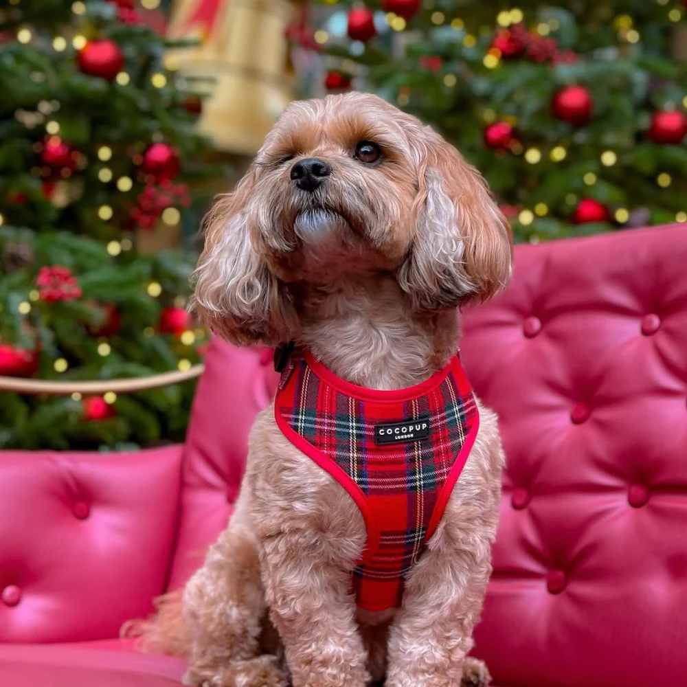 Tartan Adjustable Neck Harness, Lead & Collar Bundle - Image 31