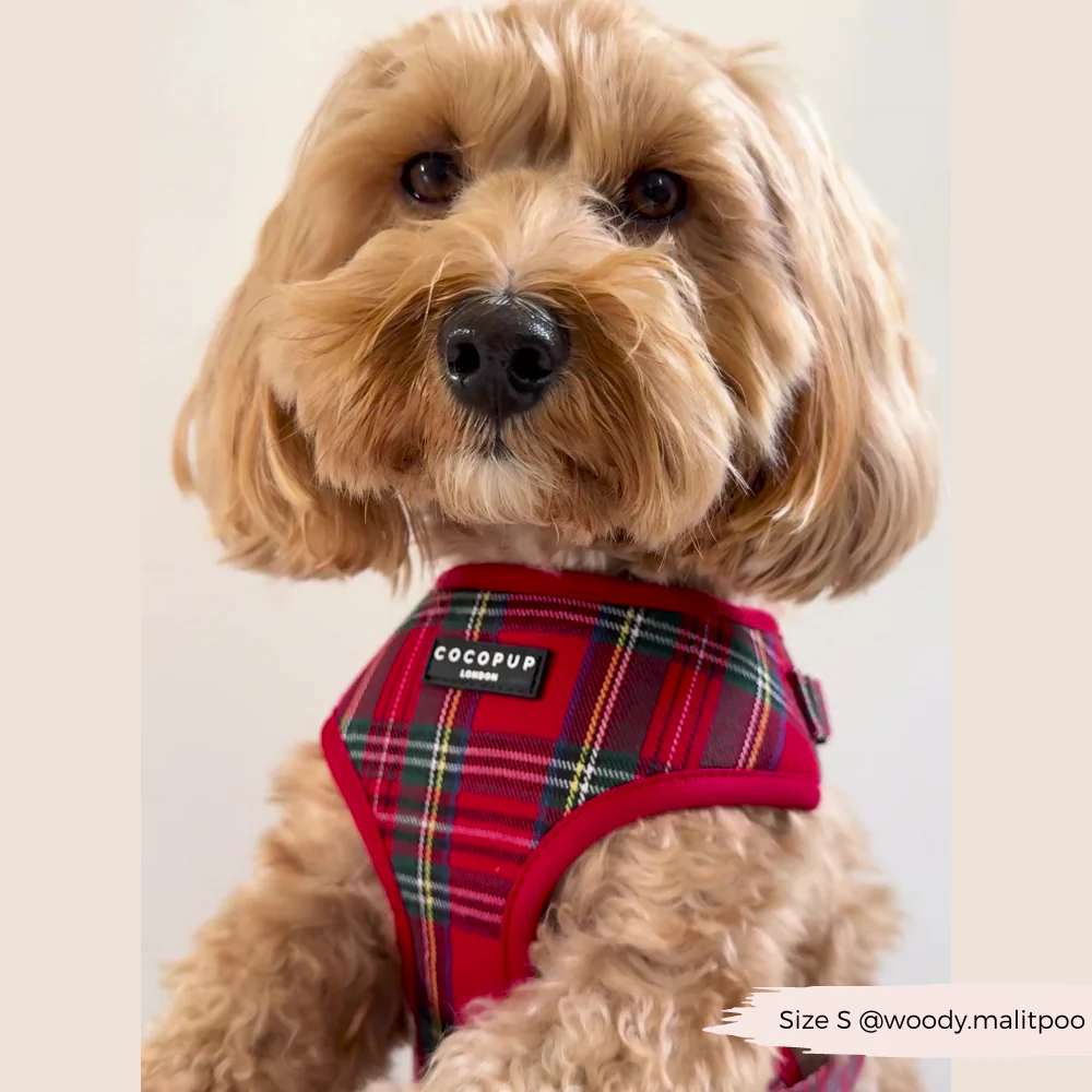 Tartan Adjustable Neck Harness, Lead & Collar Bundle - Image 7