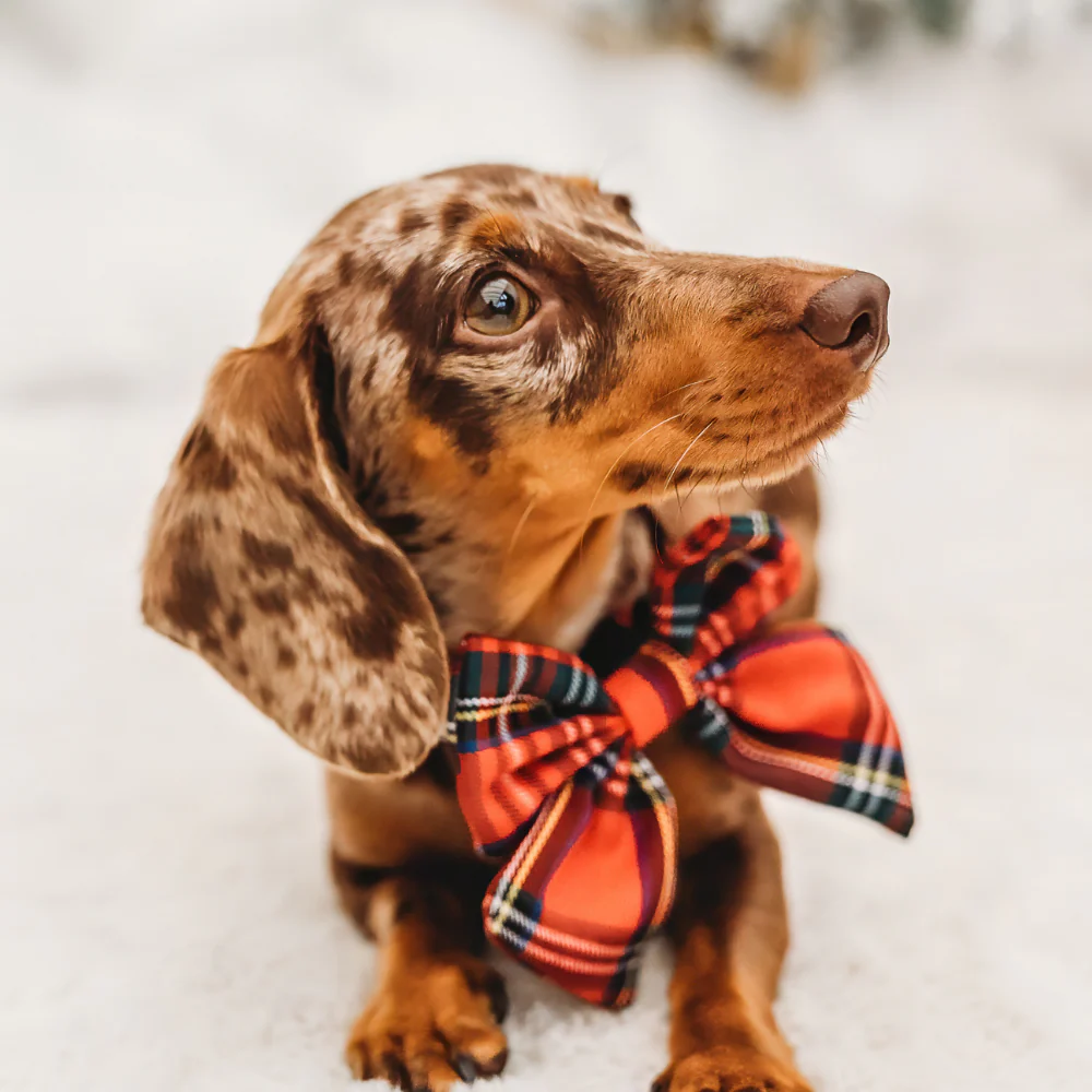 Tartan Sailor Bow Tie - Image 9