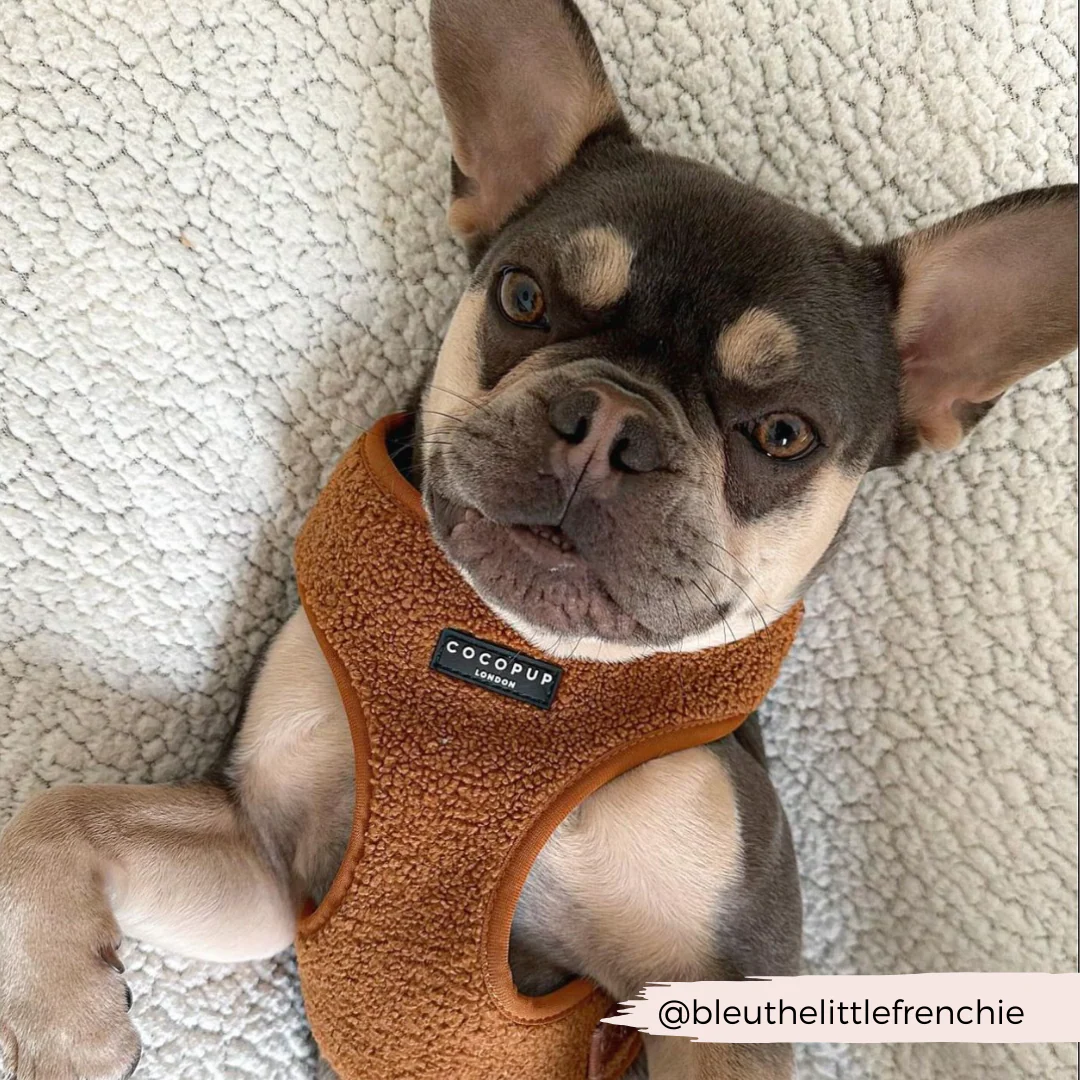 Teddy Adjustable Neck HARNESS - Paddington - Image 24