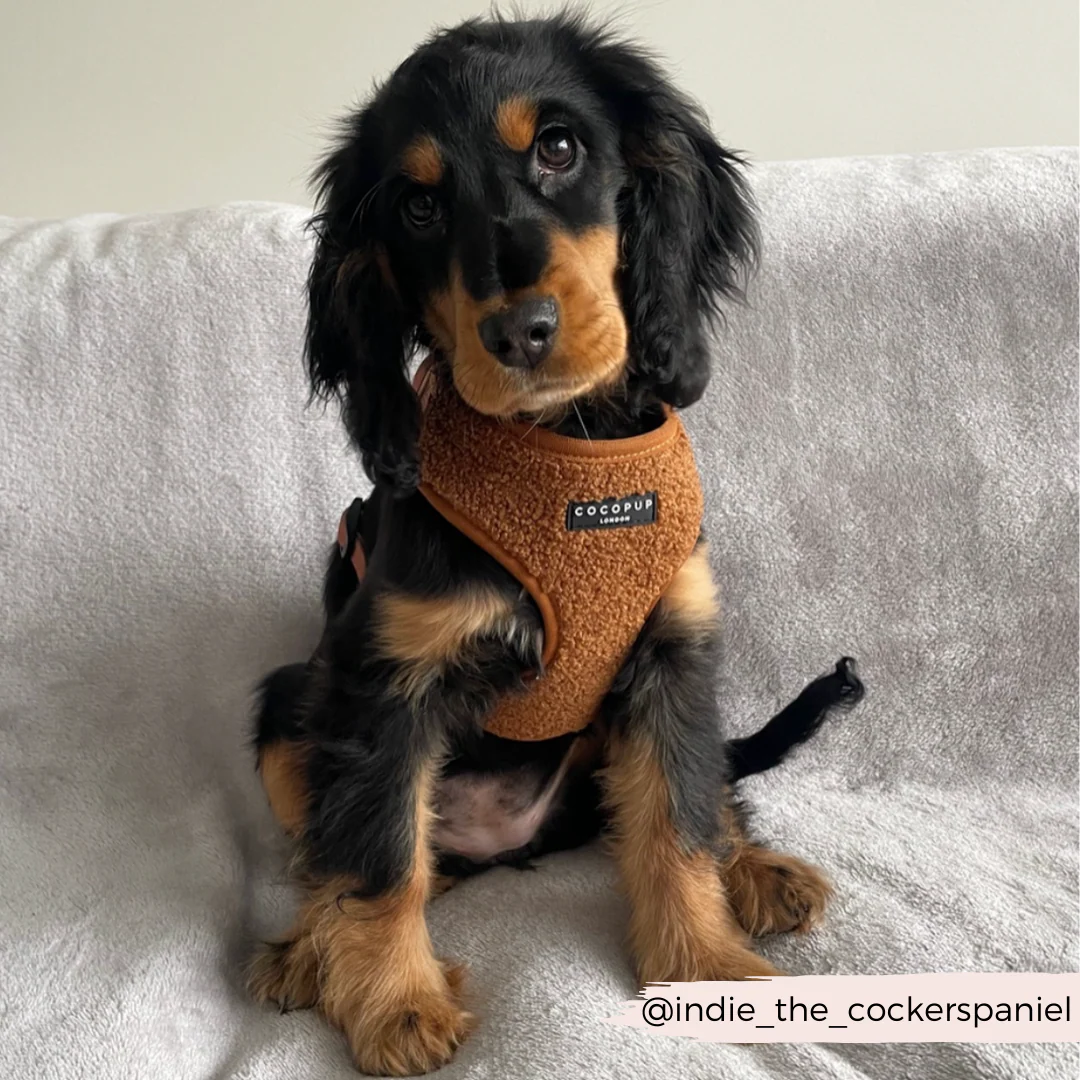 Teddy Adjustable Neck HARNESS - Paddington - Image 25