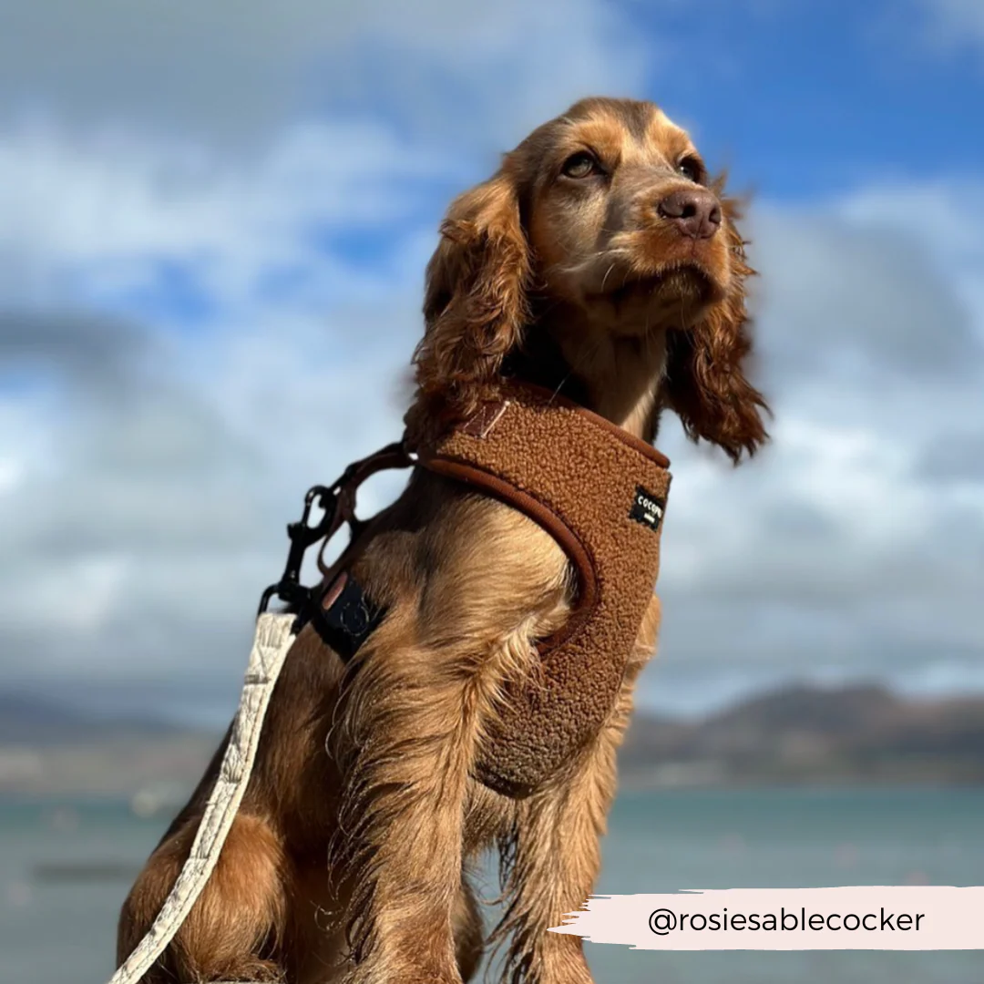 Teddy Adjustable Neck HARNESS - Paddington - Image 30