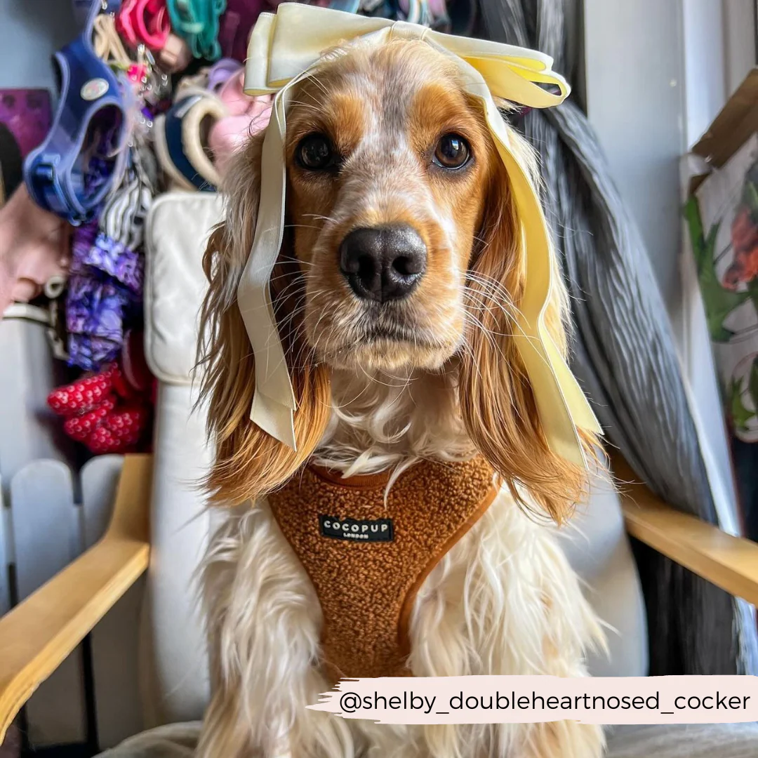 Teddy Adjustable Neck HARNESS - Paddington - Image 31