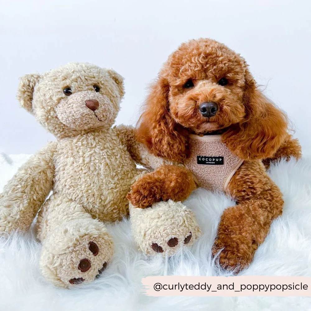Teddy Adjustable Neck HARNESS - Rupert - Image 11