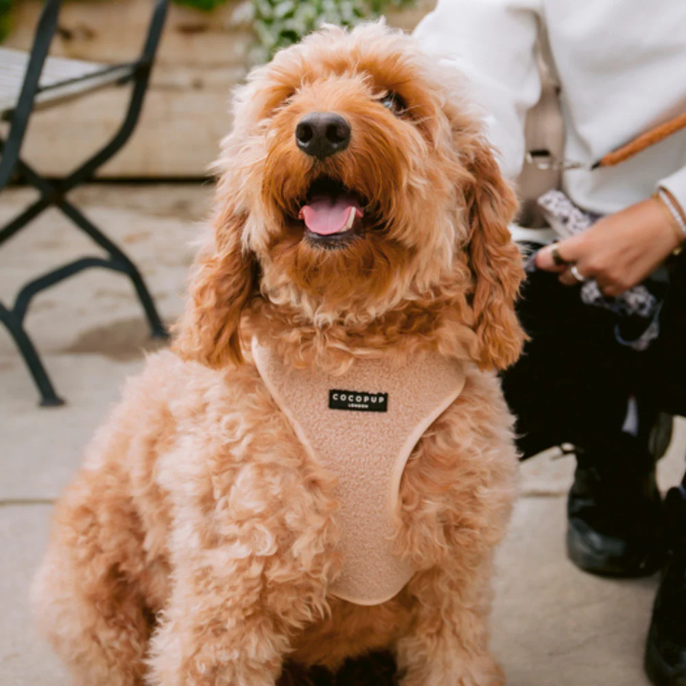 Teddy Adjustable Neck HARNESS - Rupert - Image 6