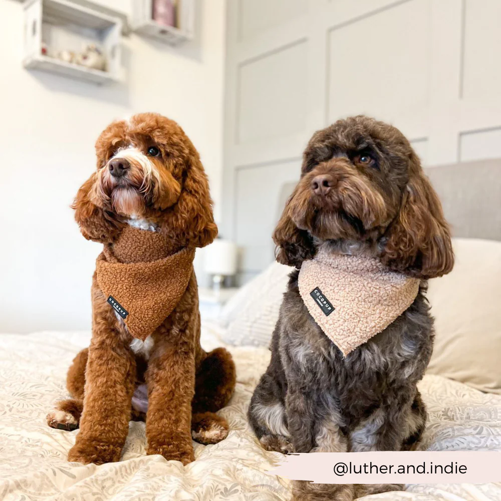 Teddy Bandana - Paddington - Image 4