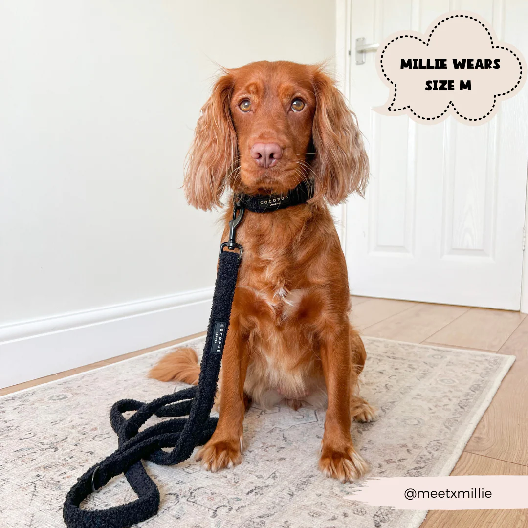 Teddy COLLAR - Baloo - Image 4
