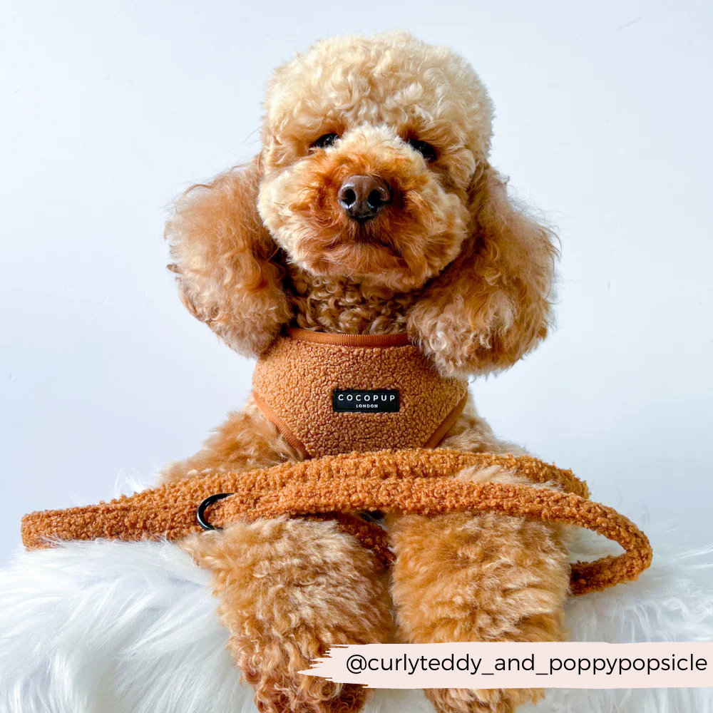Teddy Lead - Paddington - Image 3