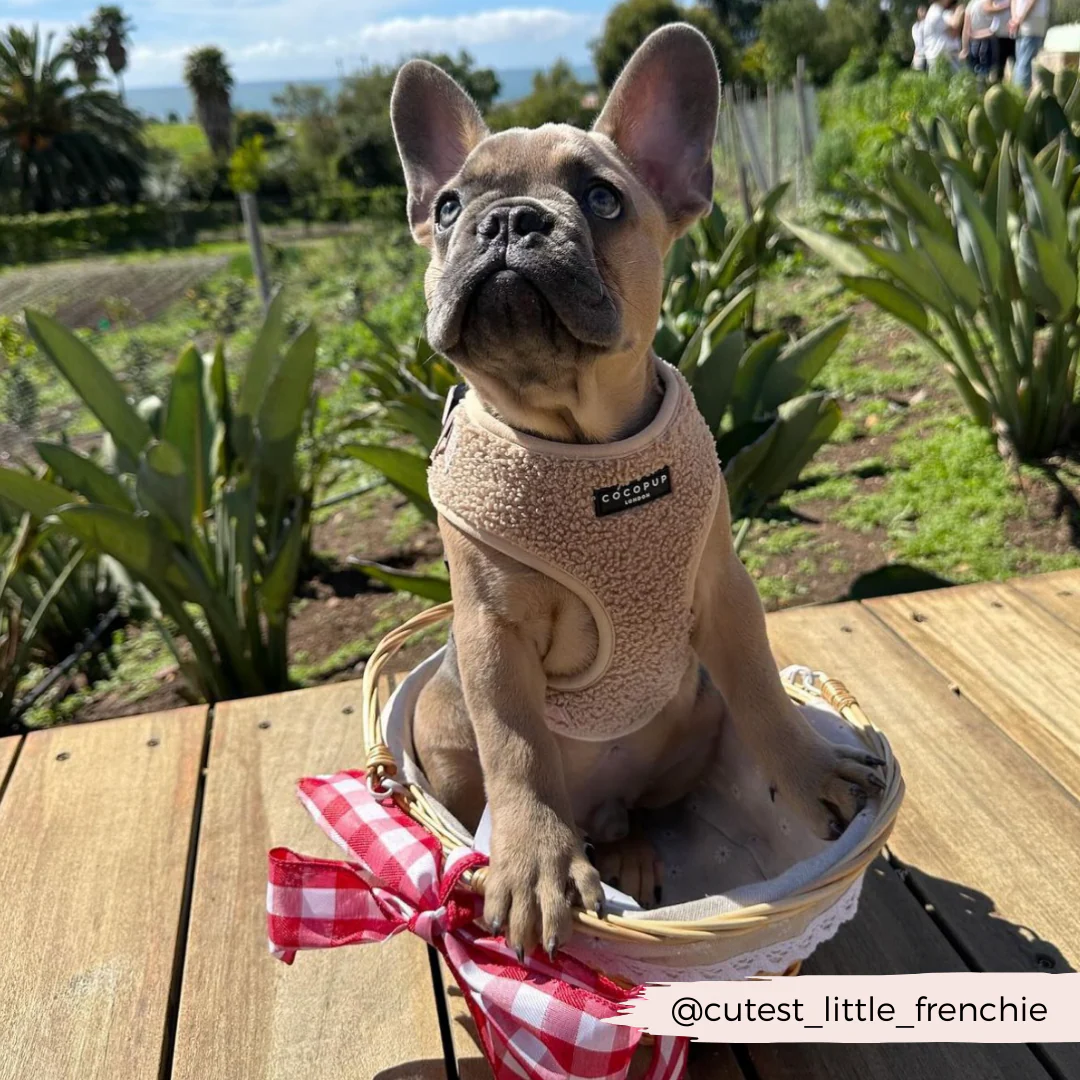 Teddy Rupert Adjustable Neck Harness, Lead & Collar Bundle - Image 10