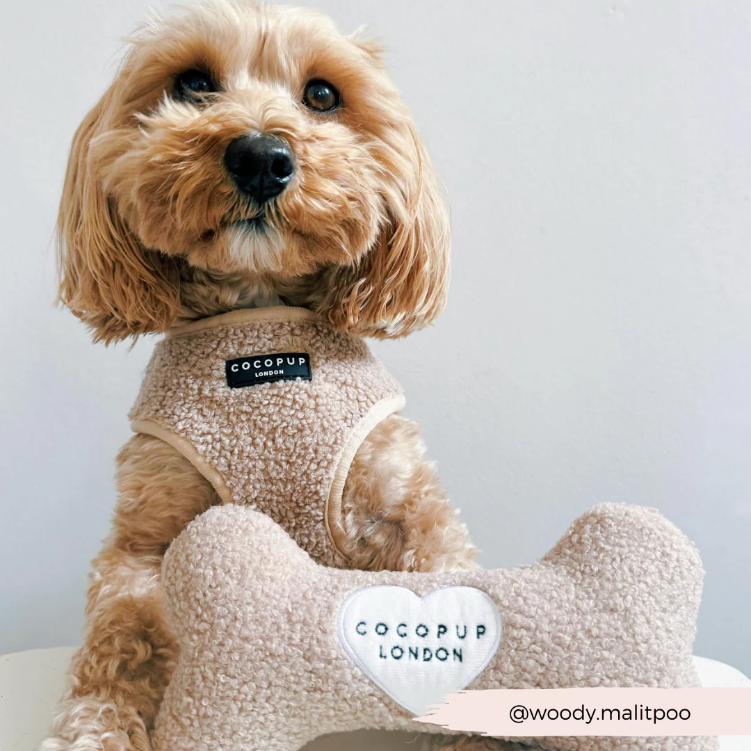 Teddy Rupert Bone Toy - Image 12