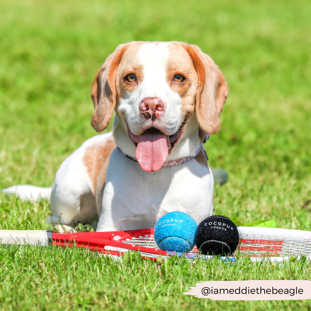 Tennis Ball - Bright Blue - Image 4
