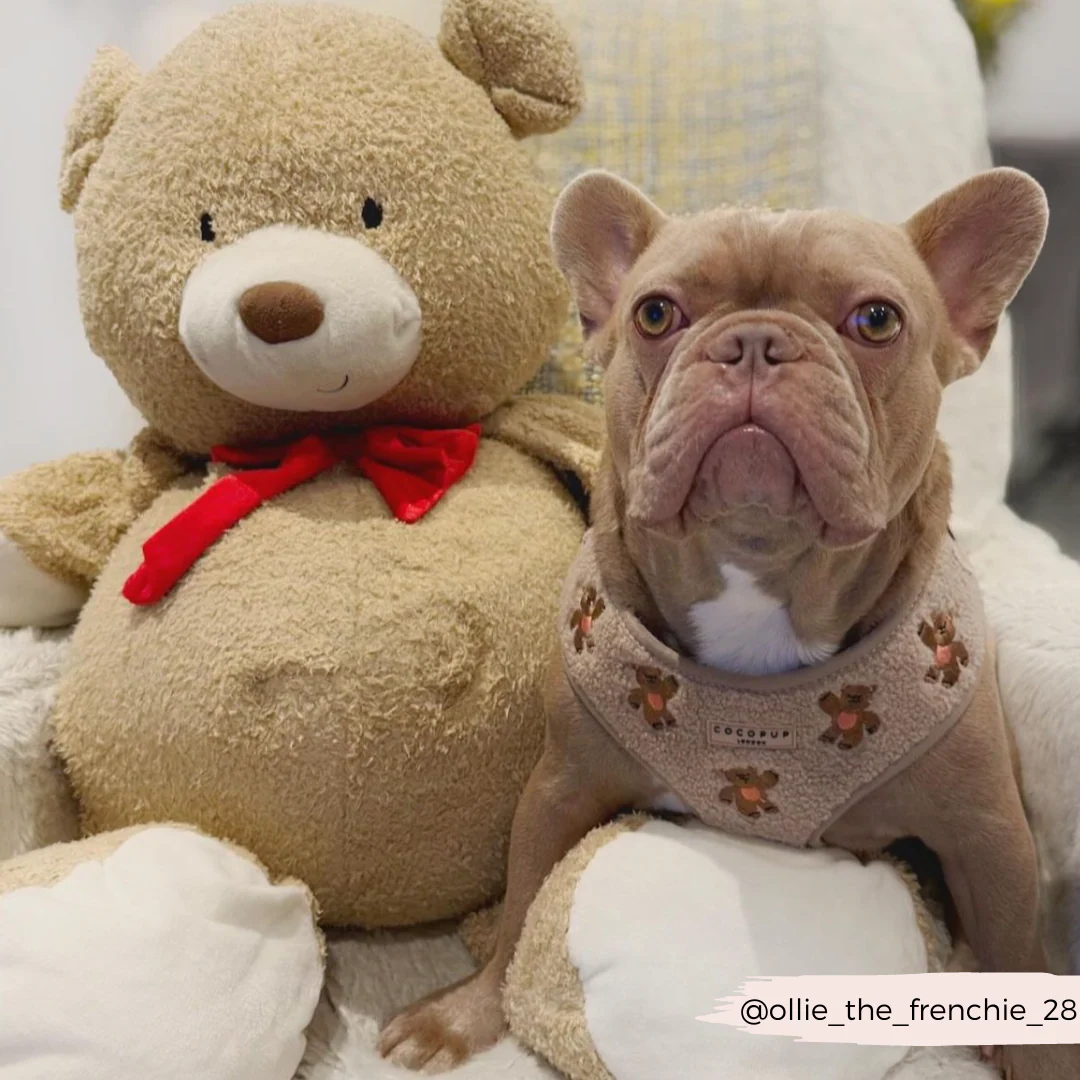 Theo Embroidered Teddy Adjustable Neck HARNESS - Image 26