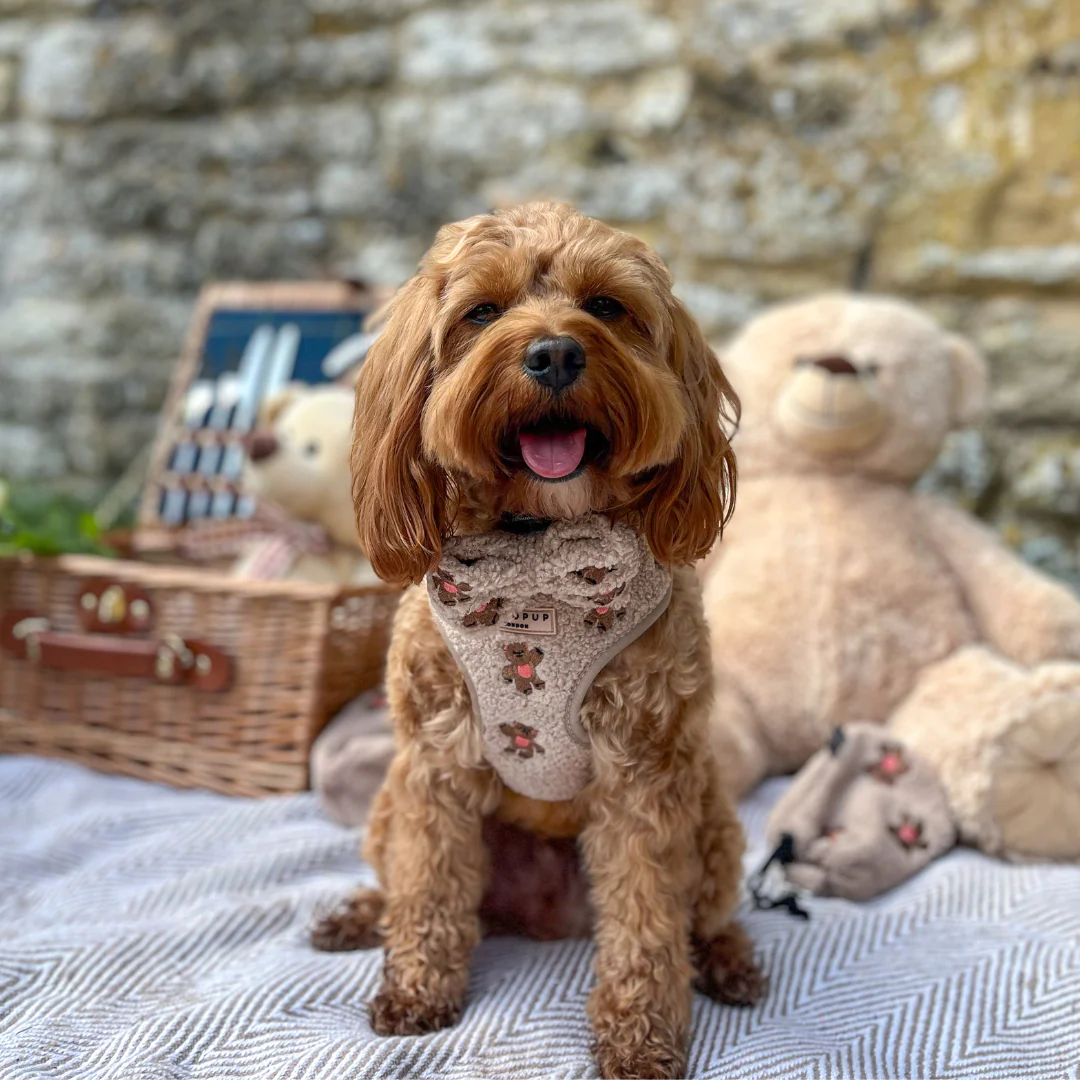 Theo Embroidered Teddy Adjustable Neck Harness, Lead & Collar Bundle - Image 18
