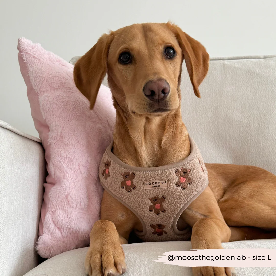 Theo Embroidered Teddy Adjustable Neck Harness, Lead & Collar Bundle - Image 24