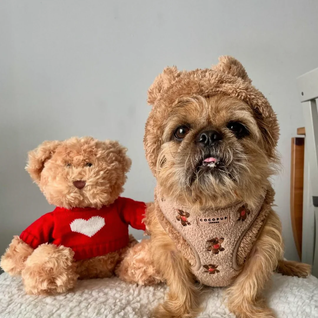 Theo Embroidered Teddy Adjustable Neck Harness, Lead & Collar Bundle - Image 28