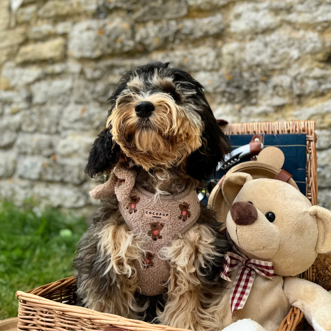 Theo Embroidered Teddy Adjustable Neck Harness, Lead & Collar Bundle - Image 9