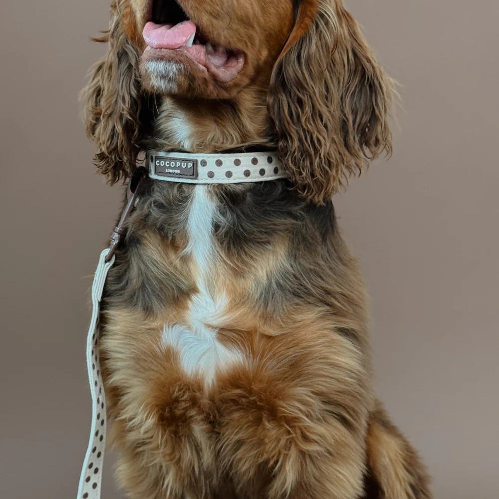 Tiramisu Polka Dot COLLAR - Image 3