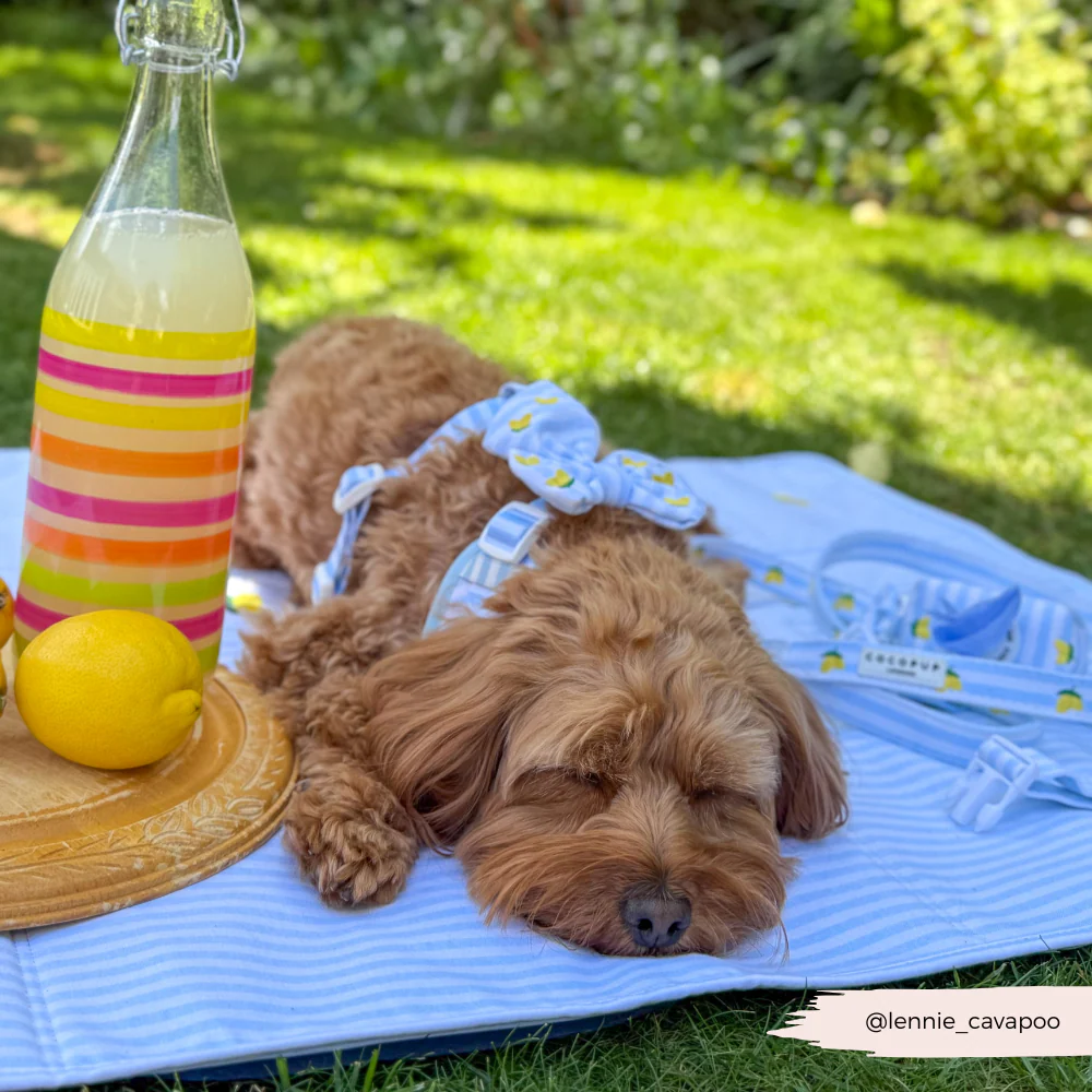Travel Mat & Blanket Set - Living La Vida Lemon - Image 9