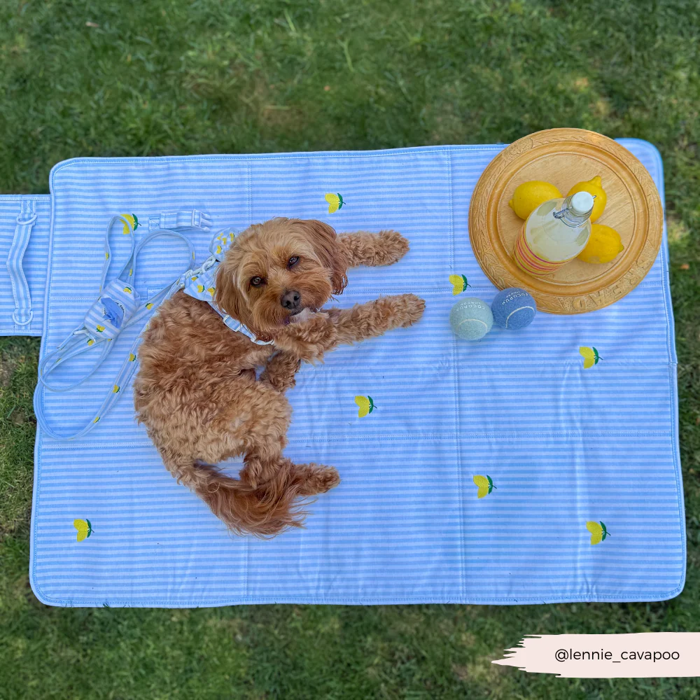 Travel Mat & Blanket Set - Living La Vida Lemon - Image 7
