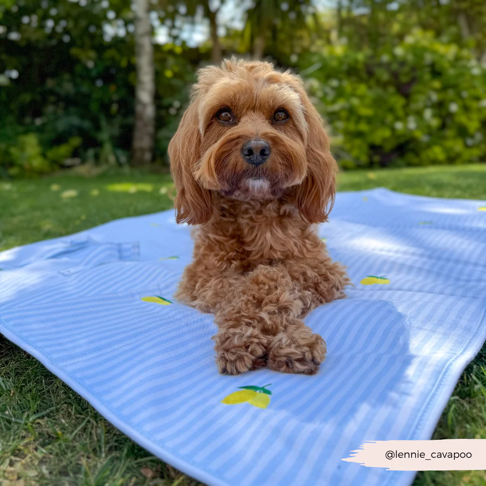 Travel Mat & Blanket Set - Living La Vida Lemon - Image 8