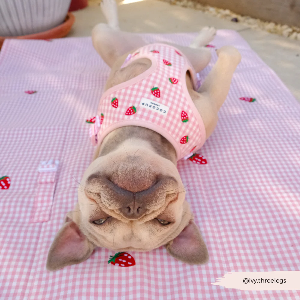 Travel Mat & Blanket Set - Strawberry Picnic Pup - Image 12