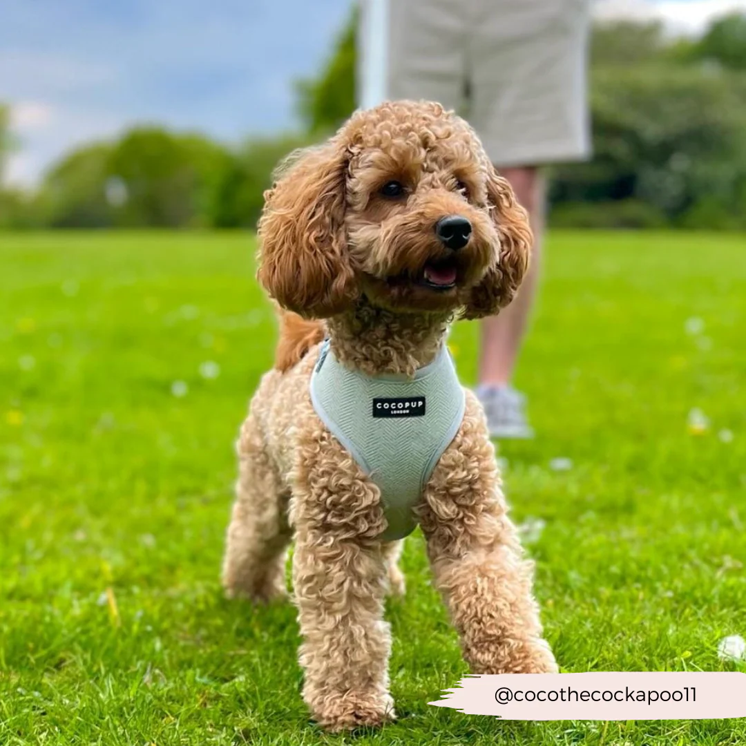 Sage Tweed Adjustable Neck HARNESS - Image 20