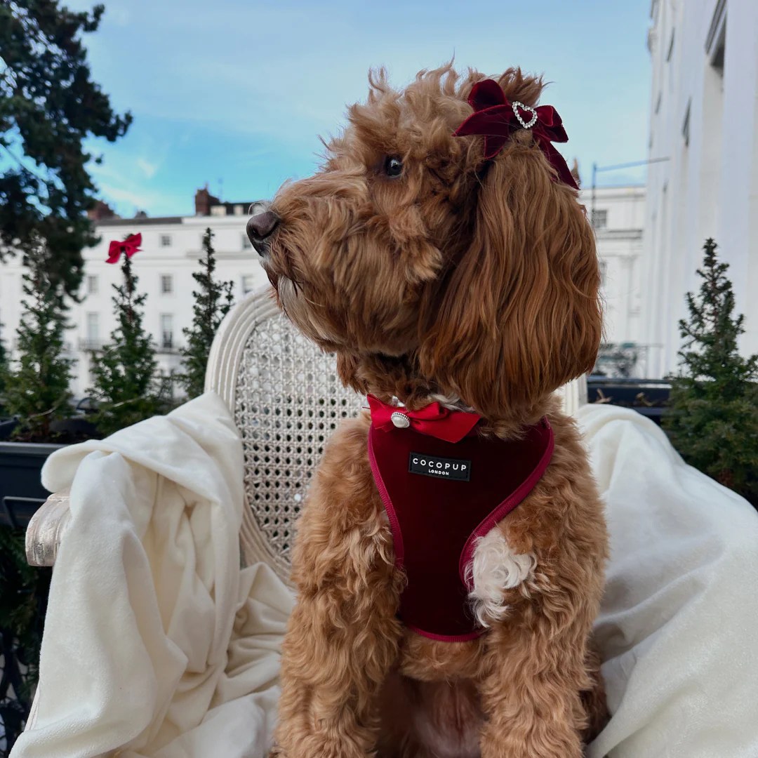 LUXE Velvet Adjustable Neck HARNESS - Berry Red - Image 14
