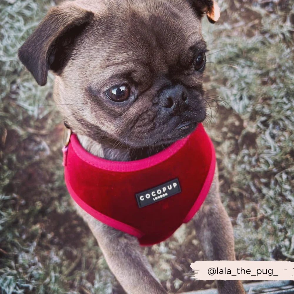 LUXE Velvet Adjustable Neck HARNESS - Berry Red - Image 18