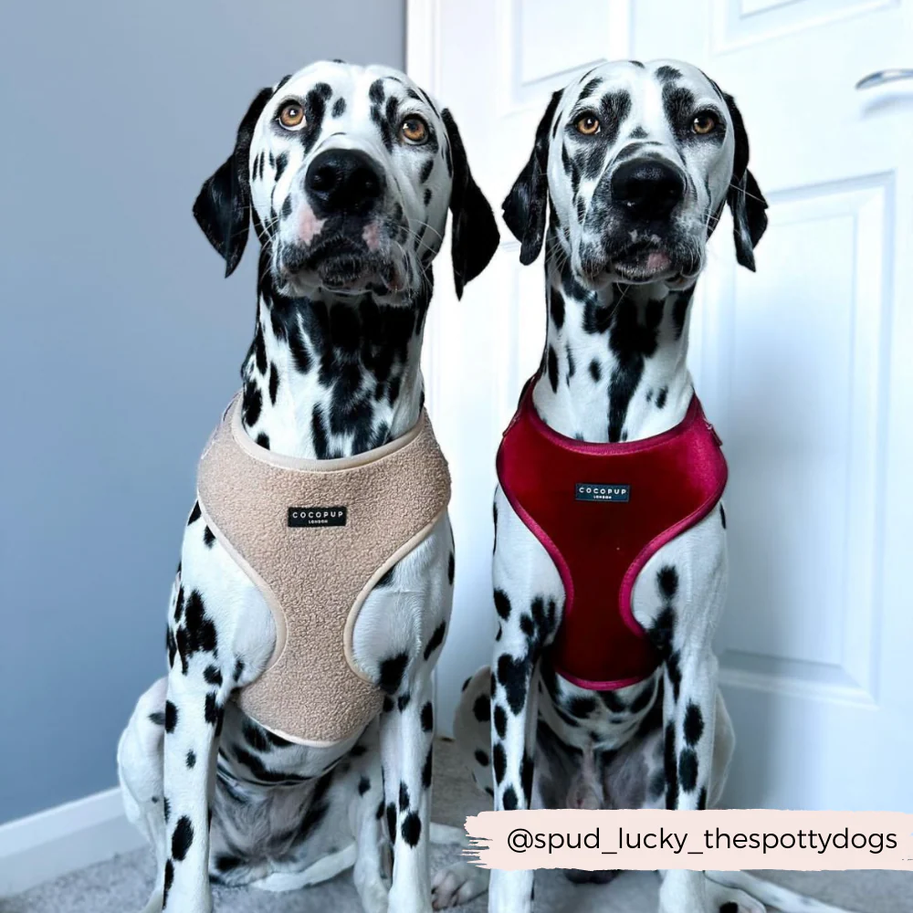 LUXE Velvet Adjustable Neck HARNESS - Berry Red - Image 23
