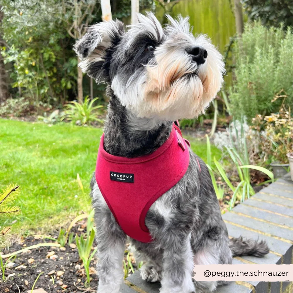 LUXE Velvet Adjustable Neck HARNESS - Berry Red - Image 25