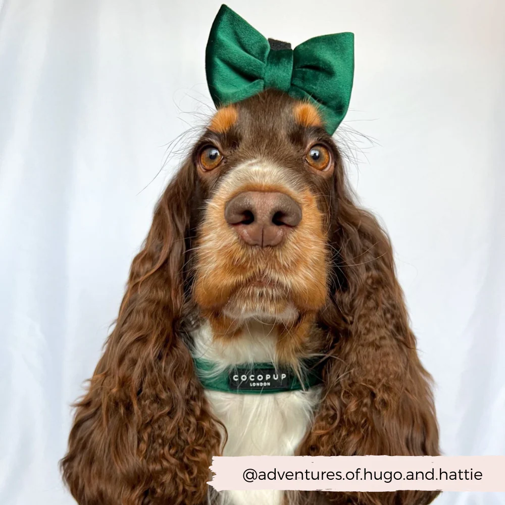 LUXE Velvet COLLAR - Forest Green - Image 3